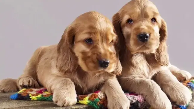 Chó Cocker Spaniel Chó Cocker Spaniel