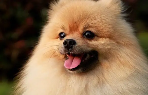 Chó Phốc Sóc (pomeranian)