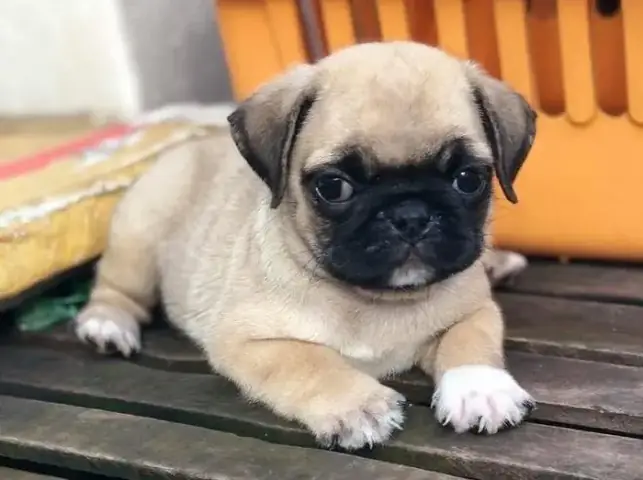 Tìm Hiểu Toàn Diện Về Chó Cảnh Nhỏ Lông Ngắn: Đặc Điểm Và Cách Chăm Sóc Tìm Hiểu Toàn Diện Về Chó Cảnh Nhỏ Lông Ngắn: Đặc Điểm Và Cách Chăm Sóc