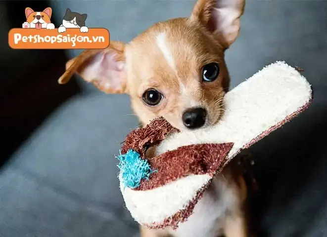 Tìm Hiểu Toàn Diện Về Chó Cảnh Nhỏ Lông Ngắn: Đặc Điểm Và Cách Chăm Sóc Tìm Hiểu Toàn Diện Về Chó Cảnh Nhỏ Lông Ngắn: Đặc Điểm Và Cách Chăm Sóc