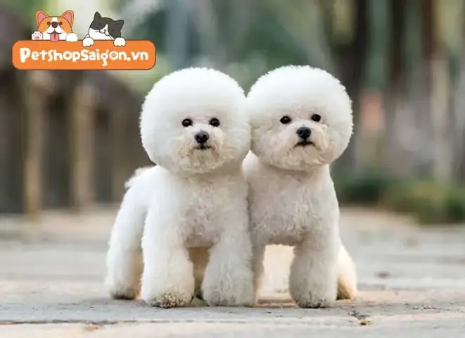 Chó Cảnh Nhỏ Màu Trắng: Top Giống Được Yêu Thích Nhất