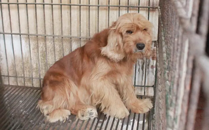 Chó Cảnh Sát Việt Nam