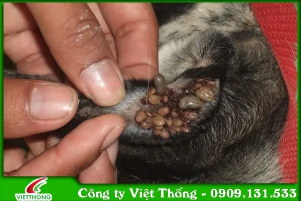 Chó Cảnh Tiếng Anh Là Gì? Tổng Quan Về Khái Niệm Và Loài Vật