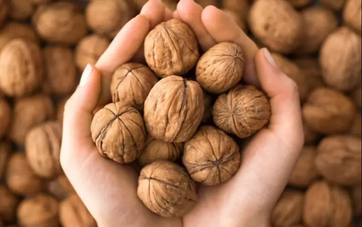 Chó Cảnh Tiếng Anh Là Gì? Tổng Quan Về Khái Niệm Và Loài Vật