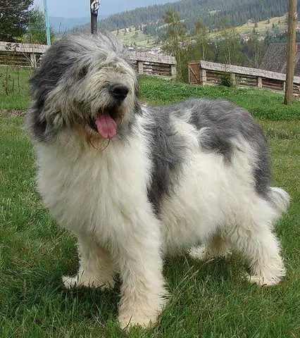 Chó Chăn Cừu Anh Quốc Giá Bao Nhiêu? Tổng Hợp Chi Tiết