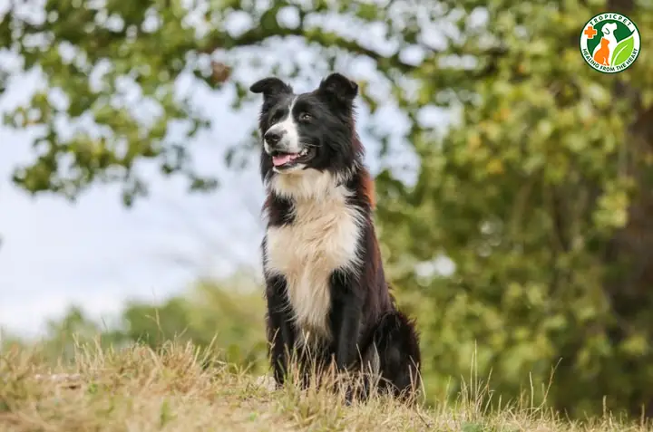 Chó Border Collie