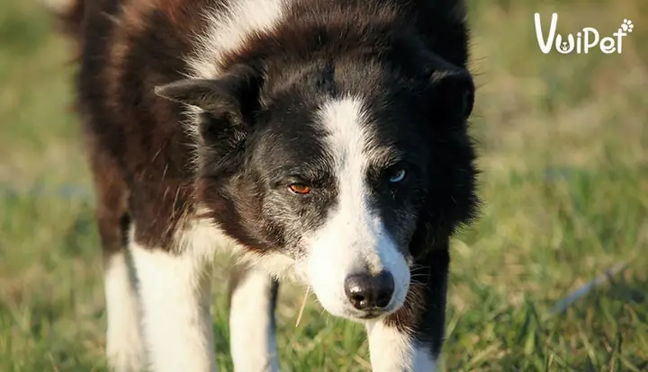 Đặc Điểm Ngoại Hình Của Chó Border Collie