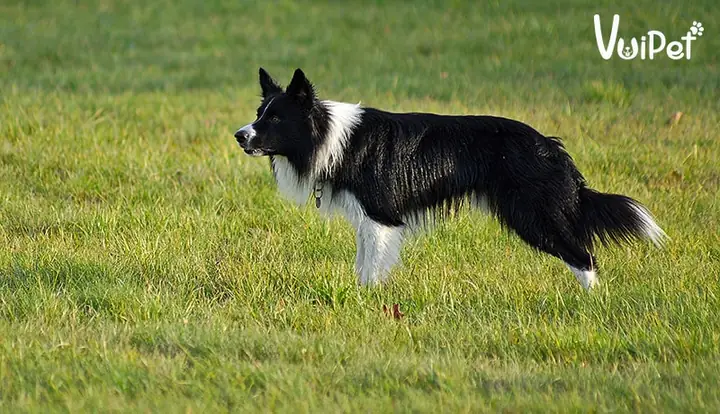 Đặc Điểm Ngoại Hình Của Chó Border Collie