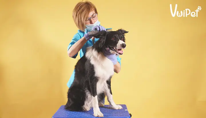 Chăm Sóc Ngoại Hình Cho Chó Border Collie