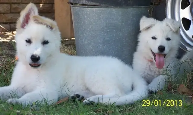 Chó Chăn Cừu Trắng Thụy Sĩ: Nguồn Gốc, Đặc Điểm & Tính Cách