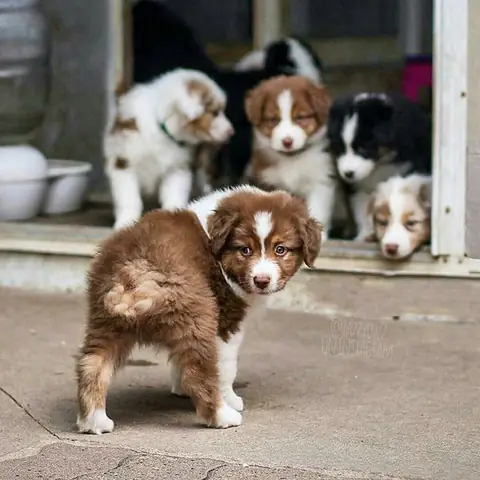 Chó Chăn Cừu Úc Cỡ Nhỏ: Đặc Điểm, Chăm Sóc Và Lý Do Nên Nuôi