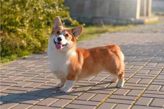 C. Phần Đầu Của Chó Corgi