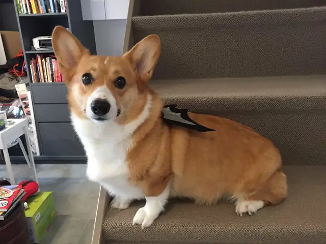 Chó Corgi Chân Ngắn