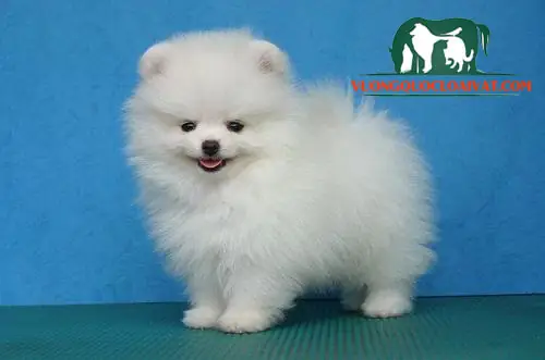 Hành Trình Đến Phương Tây