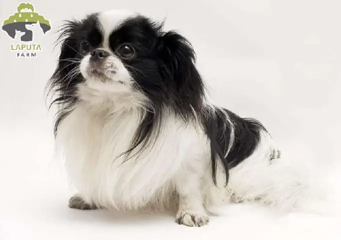 Chó Chân Ngắn Màu Đen Gồm Những Giống Nào?