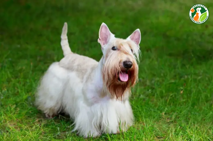 Chó Sục Scotland (scottish Terrier) Chó Sục Scotland (scottish Terrier)