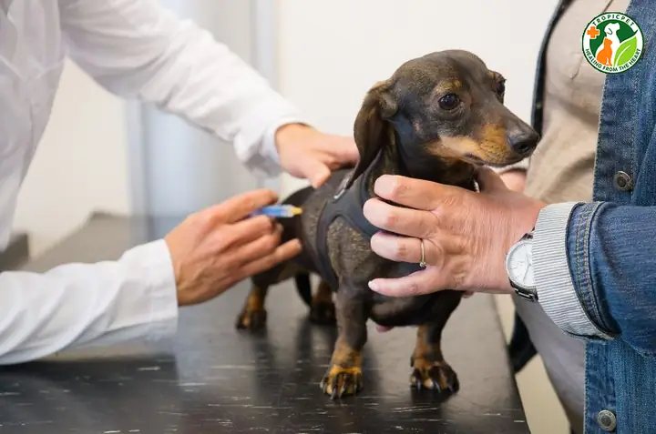 Lưu Ý Khi Chăm Sóc Và Huấn Luyện Chó Chân Ngắn