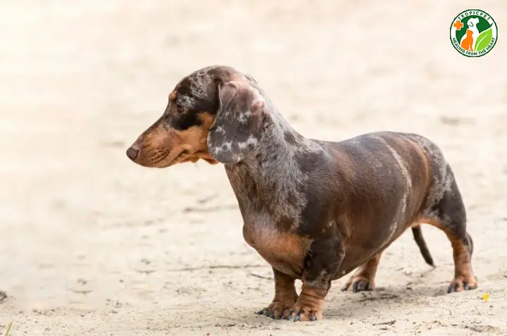 Chó Lạp Xưởng(dachshund) Chó Lạp Xưởng(dachshund)