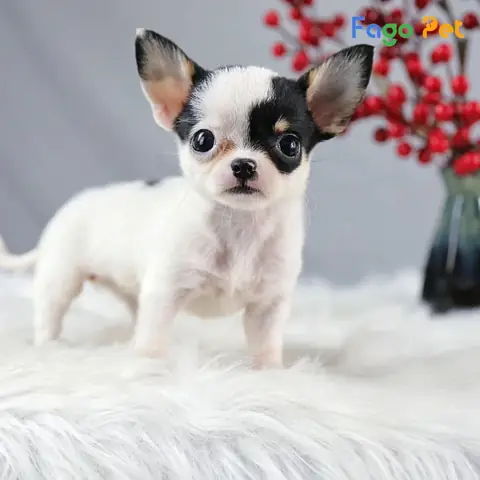 Ưu Điểm Khi Lựa Chọn Mua Chó Chihuahua Mini Tại Fago Pet