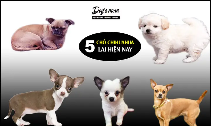 Chó Chihuahua Heo Lùn Thuần Chủng: Hướng Dẫn Toàn Tập