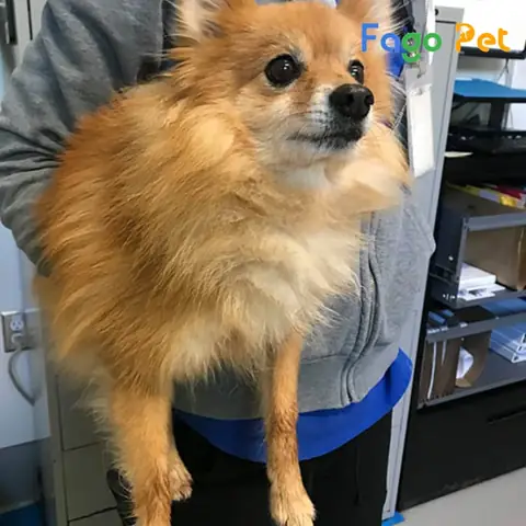 Những Lưu Ý Khi Nuôi Chó Chihuahua Lai Phốc Sóc Những Lưu Ý Khi Nuôi Chó Chihuahua Lai Phốc Sóc