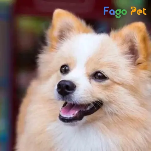 Các Bệnh Thường Gặp Ở Chó Chihuahua Lai Phốc Sóc Các Bệnh Thường Gặp Ở Chó Chihuahua Lai Phốc Sóc