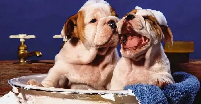 Vào Mùa Hè Nóng Thì Chó Chịu Nhiệt Được Bao Nhiêu?