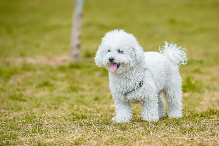 Thân Nhiệt Và Môi Trường An Toàn Của Chó Poodle