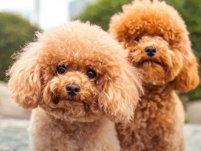 Các Dấu Hiệu Sốc Nhiệt Ở Chó Poodle