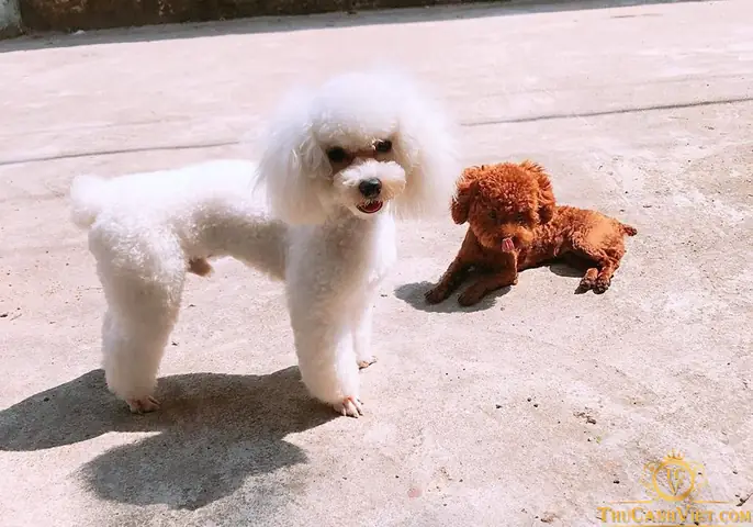 Phân Tích Khả Năng Chịu Nóng Của Chó Poodle