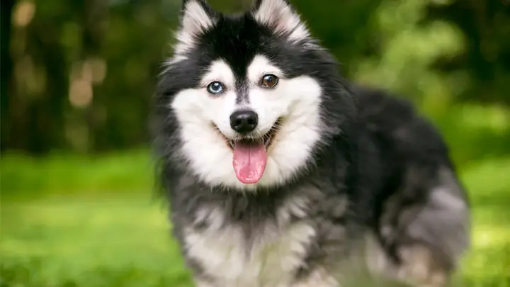 Thức Ăn Tươi Cần Chế Biến