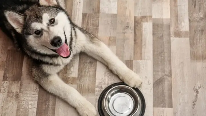 Thức Ăn Khô Cho Alaska