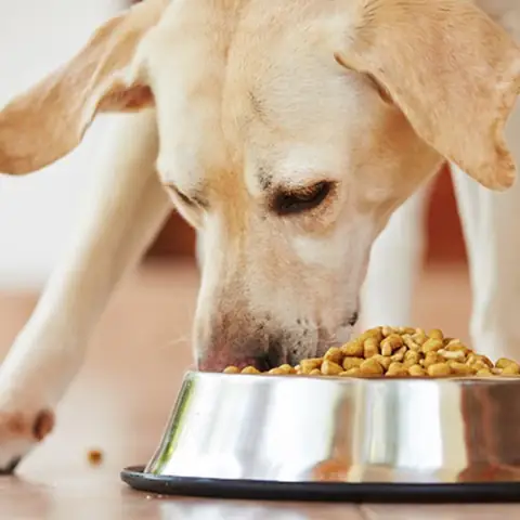 Cách Cho Chó Ăn Hạt Đúng Cách