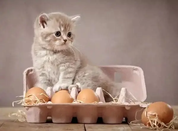 Cho Chó Ăn Dầu Dừa