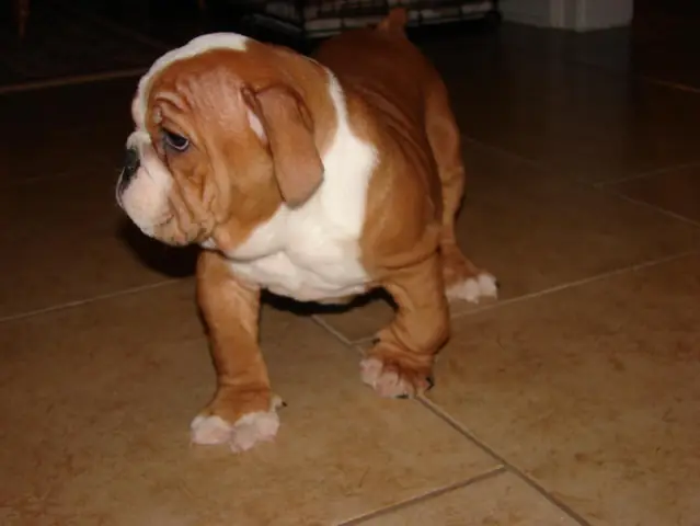 Bo Xung Canxi Cho Cun 2