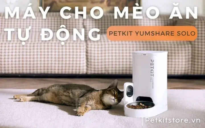 Cho Chó Ăn Gì Để Thông Minh: Hướng Dẫn Dinh Dưỡng Khoa Học Từ Chuyên Gia