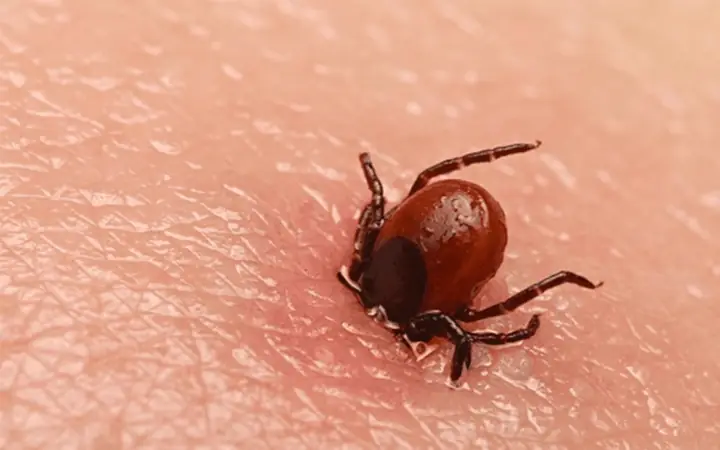 Ve Chó Gây Nên Những Tác Hại Gì?