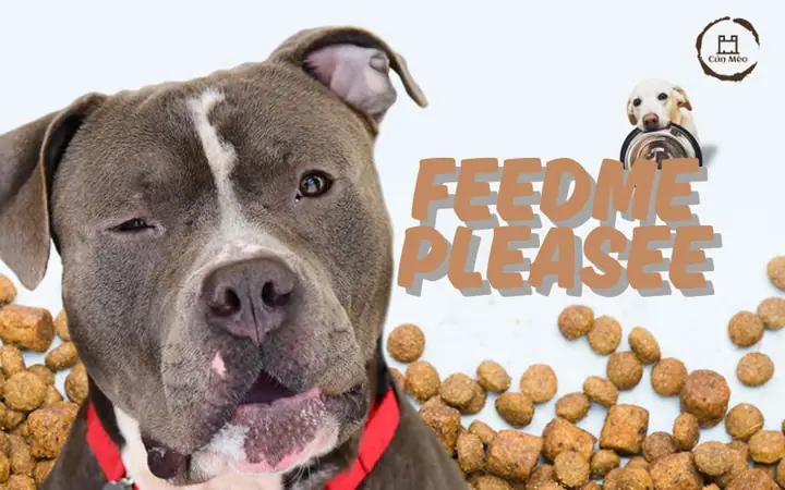 Cho Chó Ăn Ngày Mấy Lần? Hướng Dẫn Khoa Học Từ Chuyên Gia