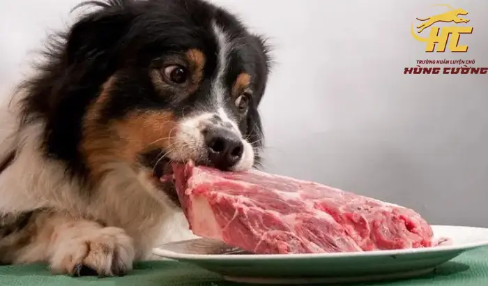 Chó Ăn Thịt Sống Có Tốt Không? Có Dữ Hơn Không?