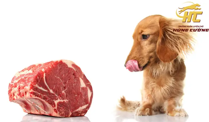Có Nên Cho Chó Ăn Thịt Sống Không?