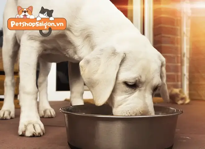 Cho Chó Ăn Trứng Vịt Lộn Sống