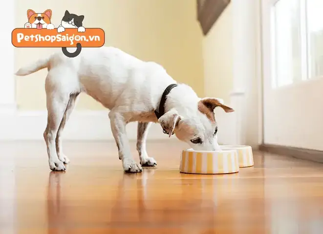 Những Lưu Ý Khi Cho Chó Ăn Trứng Vịt Lộn