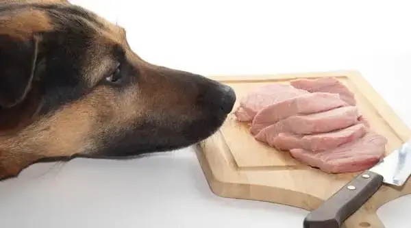 Các Triệu Chứng Cần Chú Ý Nếu Chó Con Ăn Xúc Xích