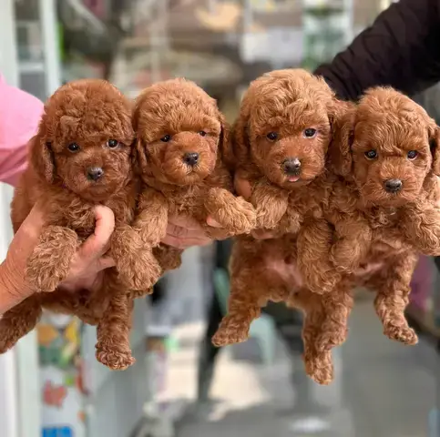 Kinh Nghiệm Vàng Khi Chọn Mua Chó Mèo Tại Bình Dương Kinh Nghiệm Vàng Khi Chọn Mua Chó Mèo Tại Bình Dương