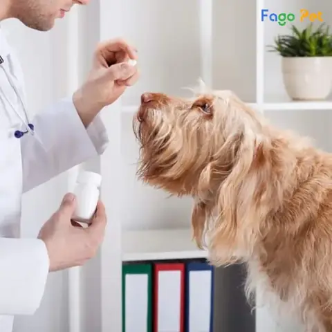 Mua Vitamin B1 Cho Chó Ở Đâu Chất Lượng, Uy Tín