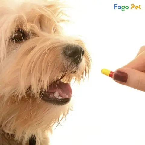 Cho Chó Uống B1 Có Tốt Không?