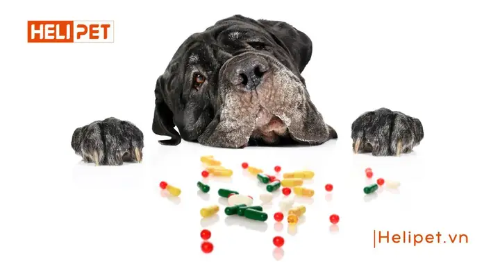 Cho Chó Uống Vitamin Của Người Được Không? Cho Chó Uống Vitamin Của Người Được Không?