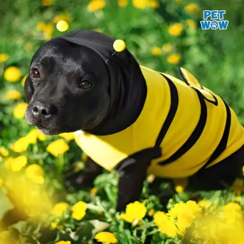 Cho Chó Uống Mật Ong Có Tác Dụng Gì?