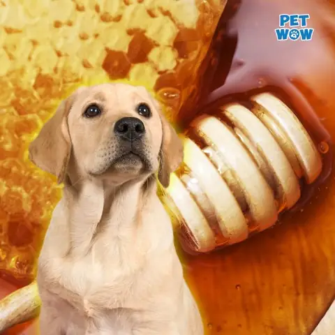 Cho Chó Uống Mật Ong Có Tác Dụng Gì?