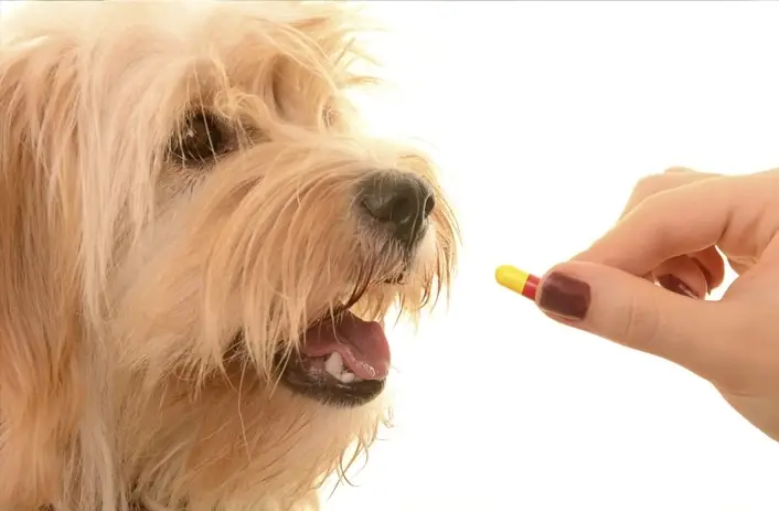 Có Nên Cho Chó Uống Thuốc Cảm Của Người Hay Không?